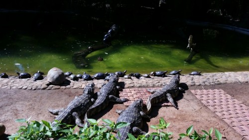 Visitando o zoológico